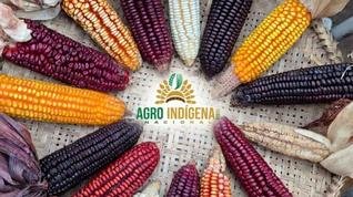 Nasce maior banco de sementes crioulas do pa�s