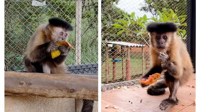 Macaca diagnosticada com diabetes em mata de MG vai morar em espa�o do IEF