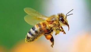Abelha em casa: entenda o poderoso significado deste sinal positivo