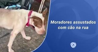 Morador de rua com pitbull preocupa moradores