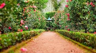 Por que jardineiros estão cobrindo canteiros com papelão antes do frio?