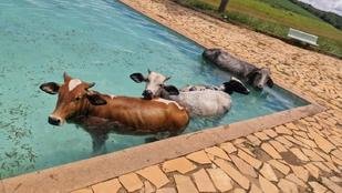 Vacas 'nadam' em piscina e s�o resgatadas pelos bombeiros - foto: CBMMG