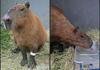 Capivara agredida por 8 pessoas na Ilha do Governador apresenta melhora