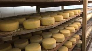 Queijo do Serro &#233; mais antigo do que o Canastra; conhe&#231;a a hist&#243;ria da iguaria mineira