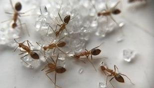 O erro comum que atrai formigas at� para os seus aparelhos eletr�nicos