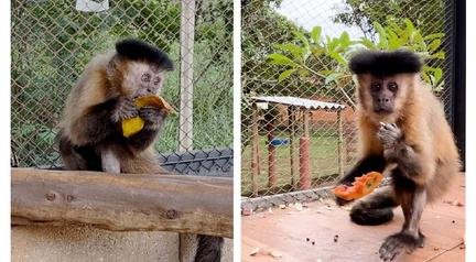 Macaca diagnosticada com diabetes em mata de MG vai morar em espa�o do IEF