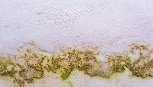 Como evitar mofo em casa com a chegada da frente fria e aumento das chuvas