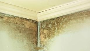 Como combater mofo e umidade em casa nos per�odos de chuva