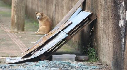 Pol�cia identifica e autua suspeito de atear fogo em casinhas de cachorro 