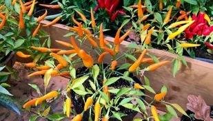 Proteja sua casa da inveja: 7 plantas contra o mau-olhado