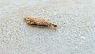 Guia definitivo: como eliminar tra�as e proteger roupas e livros