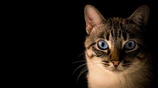 Seu gato está vendo espíritos? O que explica o olhar fixo para o vazio