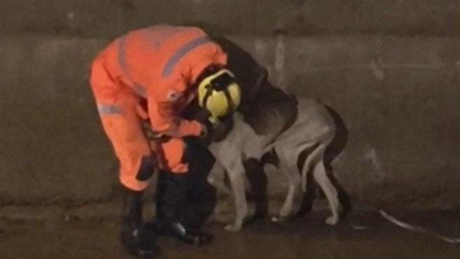 Bombeiros resgatam cadela ca�da em c�rrego de cidade mineira