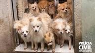 Mais de vinte cachorros da ra�a lulu da pomer�nia s�o resgatados em casa de BH - foto: PCMG/Reprodu��o
