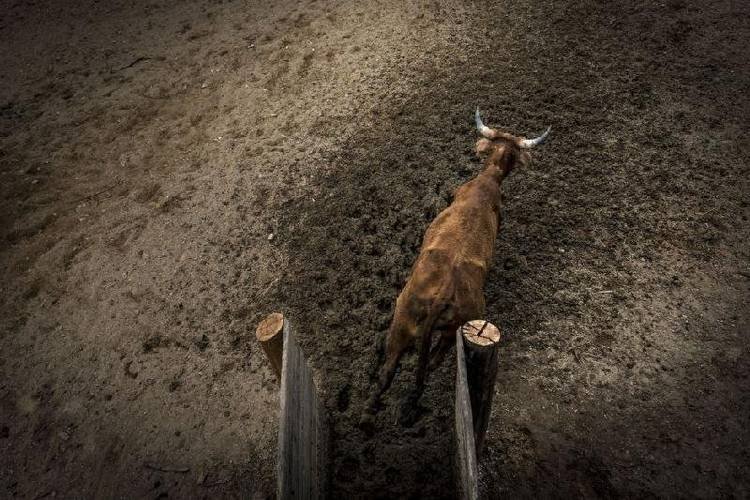 Vereadora prop�e retomar rodeios em S�o Paulo