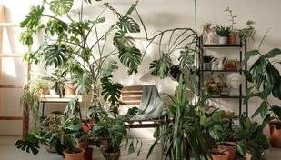 Chuva ou sol? 7 plantas perfeitas para cultivar dentro de casa