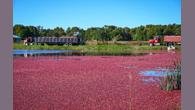Do uso cotidiano pelas populações indígenas à presença obrigatória nas mesas do Dia de Ação de Graças, o cranberry percorreu um caminho que mistura tradição e industrialização. Hoje é, ao mesmo tempo, símbolo cultural e produto de uma indústria moderna que transformou o consumo ao redor do mundo.