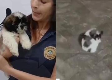 Influencer grava e posta vídeo chutando cachorro e autoridades reagem