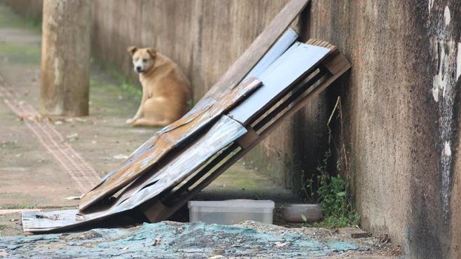 Pol�cia identifica e autua suspeito de atear fogo em casinhas de cachorro
