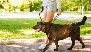 Seu c�o late muito? Veja dicas de como acalm�-lo