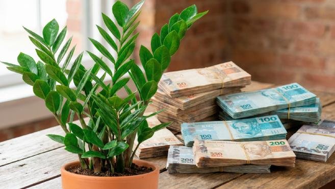 Dizem que esta planta atrai prosperidade e o motivo pode surpreender voc