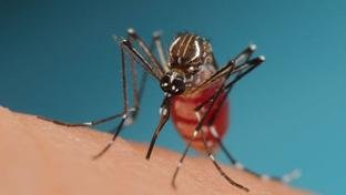 Por que calor e chuvas intensas criam o cen�rio para surtos de dengue?