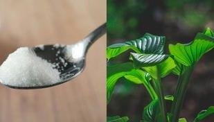 A��car nas plantas: o truque caseiro que vai turbinar seu jardim