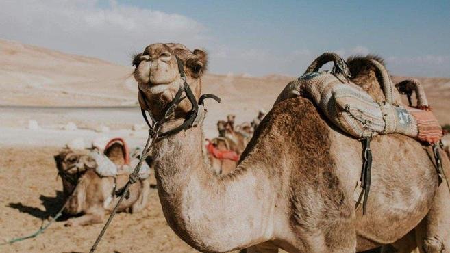 Camelos s�o desclassificados de concurso de beleza por botox e silicone