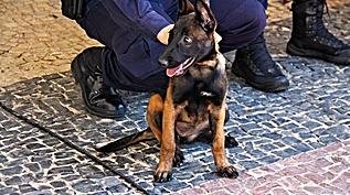 Cadela Kira é a nova integrante da Guarda de BH