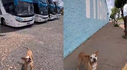 Caramelo faz propaganda da empresa da tutora e conquista a internet