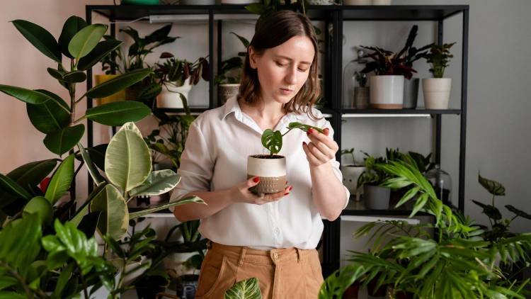 Ter plantas em casa pode melhorar o bem-estar? Entenda os benefícios