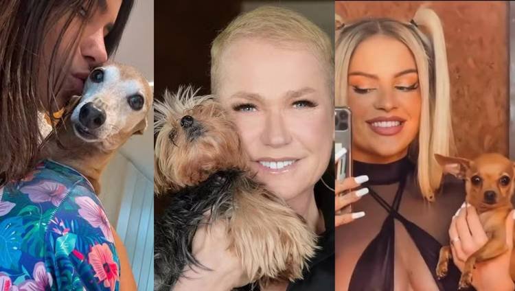 Cachorros de famosos