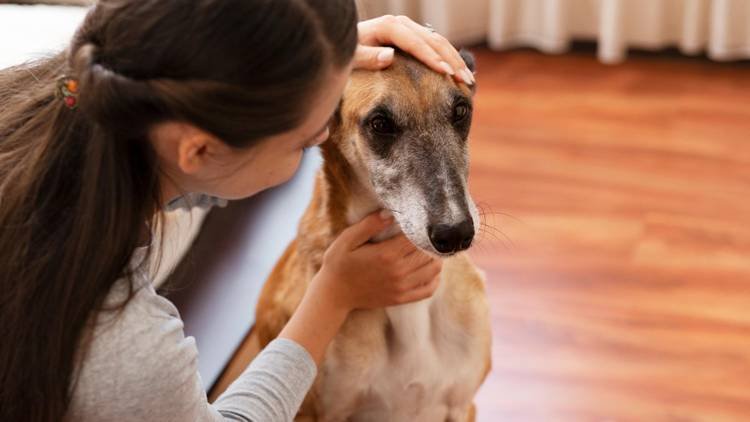 Cães que procuram seus tutores quando estão com medo revelam algo sobre o vínculo entre eles

