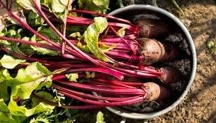 Horta em casa: cultive 3 plantas que so fontes de ferro com facilidade