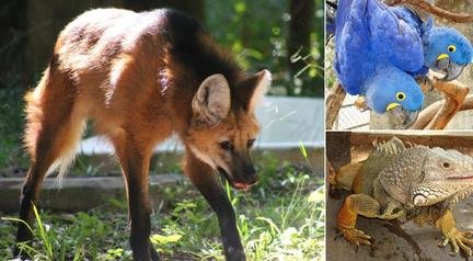 Zoo de BH comemora 67 anos com programa��o especial nas f�rias de janeiro