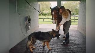 Gisele Bündchen tem fazenda de R$ 50 milhões com luxo e produção própria