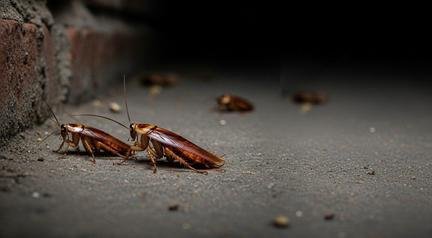 Cheiro de barata: entenda por que s� algumas pessoas conseguem sentir