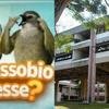 Sou BH