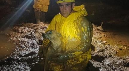 Bombeiros resgatam vira-lata caramelo ilhado em lagoa