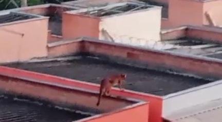 V�deo mostra on�a pulando entre telhados de casas na Grande BH