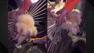 V�deo: Golden Retriever fica preso em port�o e mobiliza bombeiros em resgate emocionante