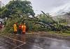 �rvore de grande porte cai em avenida da Regi�o Centro-Sul de BH