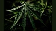 Drogas eram negociadas em perfil nas redes sociais; 12 estudantes passaram mal após consumo de balas com maconha
