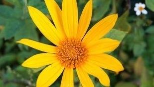 Planta m�o-de-deus: a flor que embeleza, mas exige aten��o