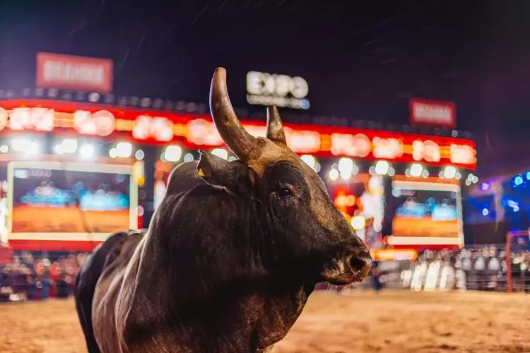 Final nacional de montaria em touros na ExpoLondrina dar� casa ao campe�o