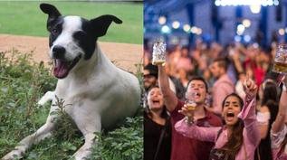 So Paulo Oktoberfest cria parque de diverses exclusivo para pets