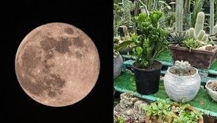 Jardinagem e as fases da Lua: o que plantar em cada ciclo lunar