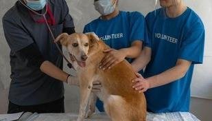 Alimentos t�xicos: 10 itens que voc� nunca deve dar ao seu cachorro