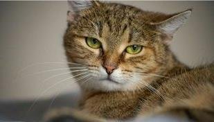 Cheiro de xixi de gato: o guia definitivo para eliminar o odor da casa