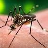Um dos recordista em mortes por dengue em 2023, MG j� registra duas suspeitas de �bito neste ano